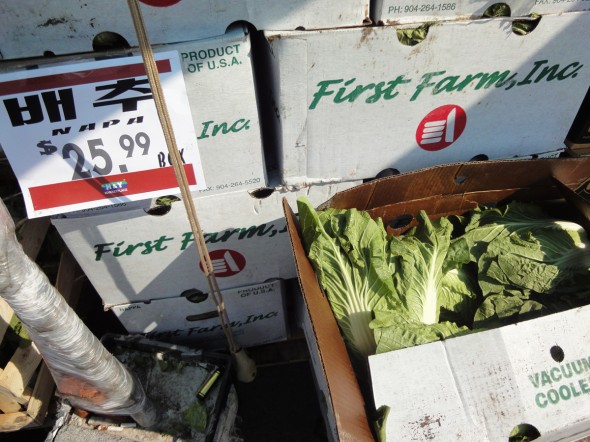 Napa cabbage