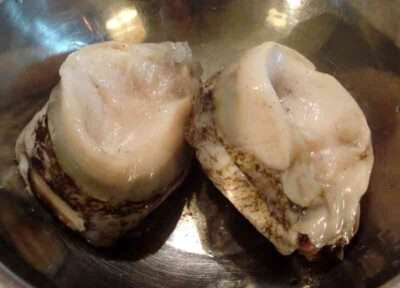 abalone
