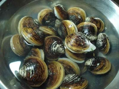 clams