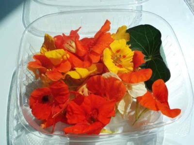 flowers1