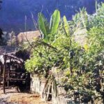 junglevillage.jpg