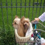 cutepuppies.jpg