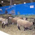 goats.01.jpg