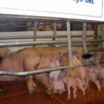 pig1.jpg