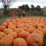pumpkin2.0.jpg