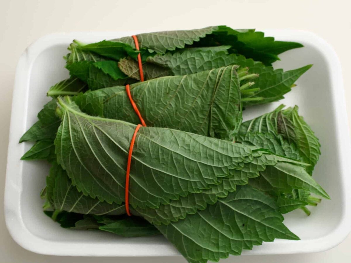 Patio Lawn Garden Herbs Perilla Frutescens Korean Specialty Herb 1500 Korean Perilla Seeds 