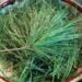 pine needles
