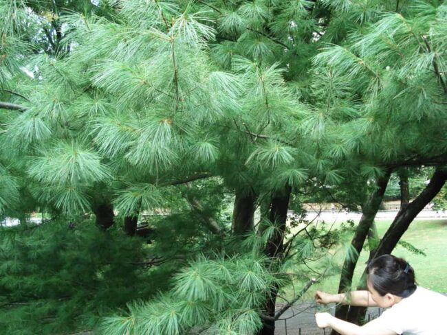 pine needles