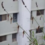 dragonflies