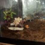 hermit-crab