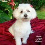 Sophie