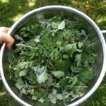 mugwort harvest