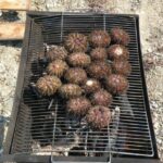 sea urchin
