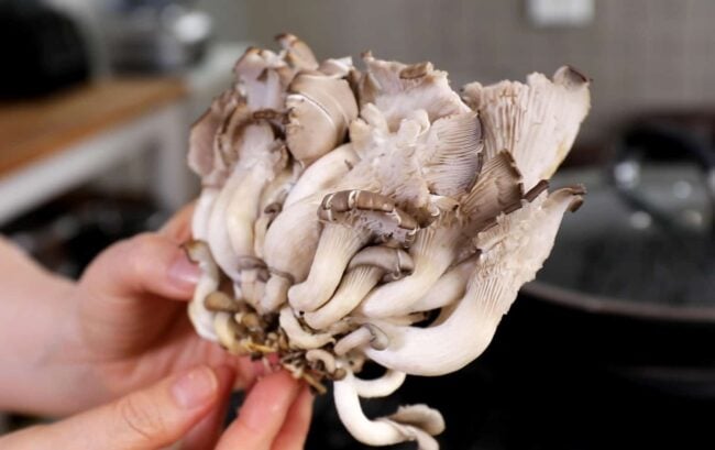 oyster mushrooms